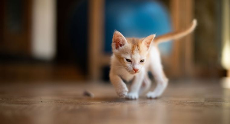 Котёнку важны тишина, чистота и доступность лотка